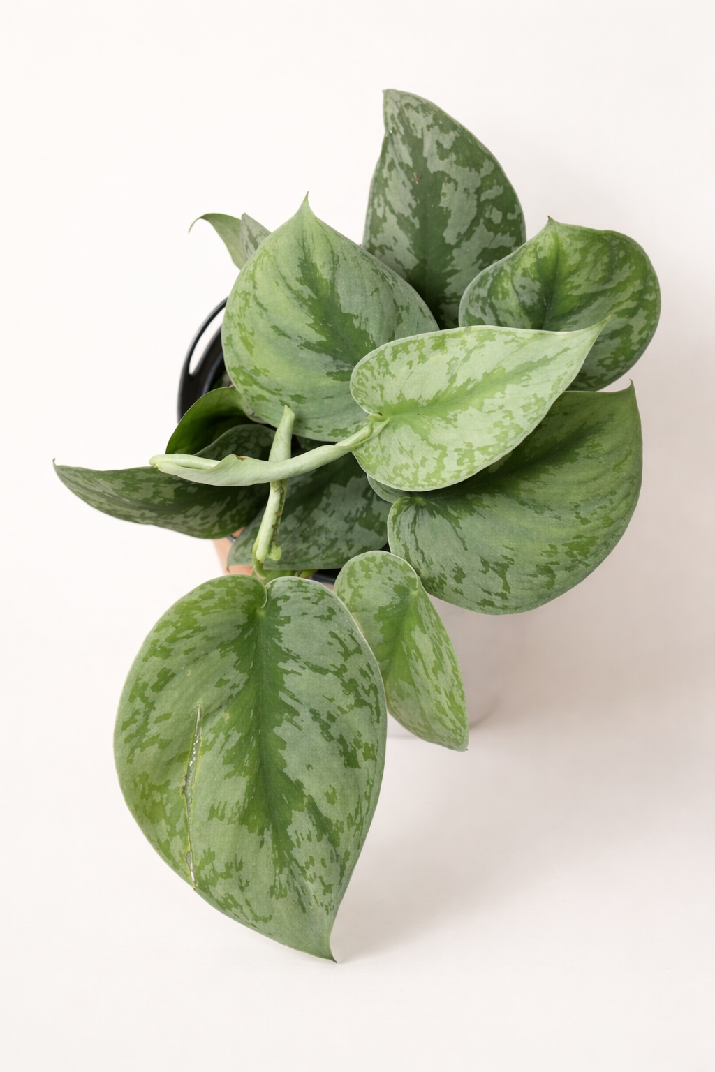 Hanging Plants – Cascading Greenery for Every Space