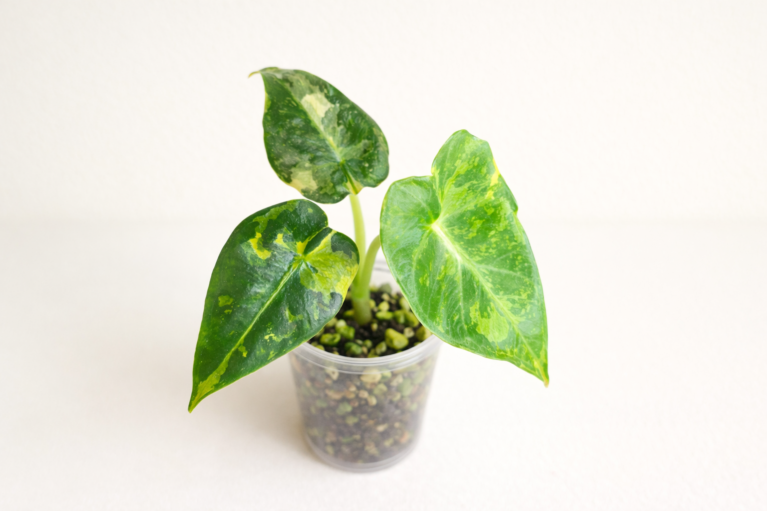 Alocasia Collection – Bold, Exotic & Unapologetically Tropical