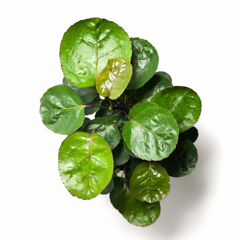 Polyscias scutellaria – Shield Aralia Houseplant