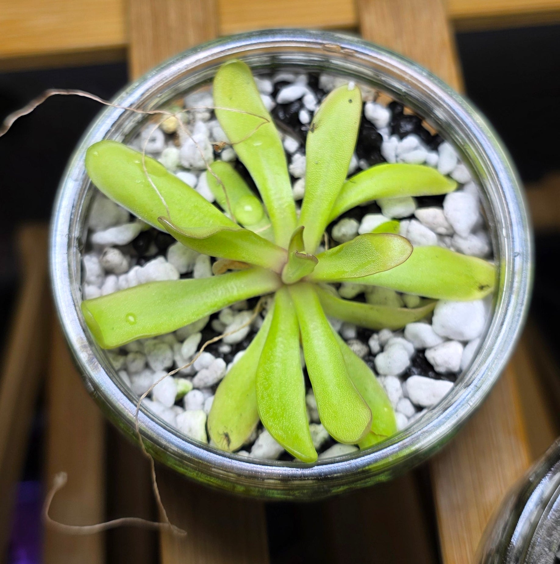 Mini Pinguicula in Glass Bowl – Butterwort Carnivorous Plant x1