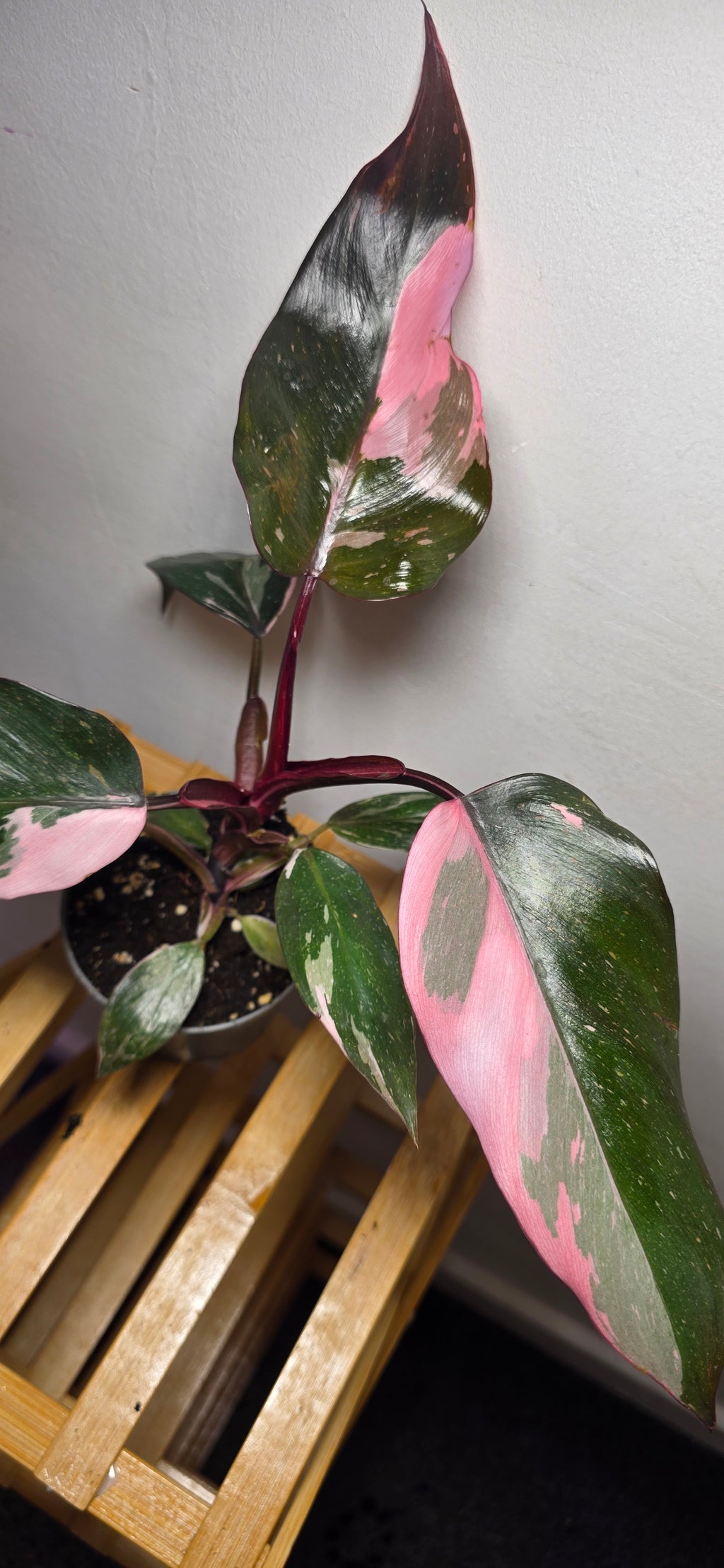 Philodendron Pink Princess – Rare Pink Variegated Aroid