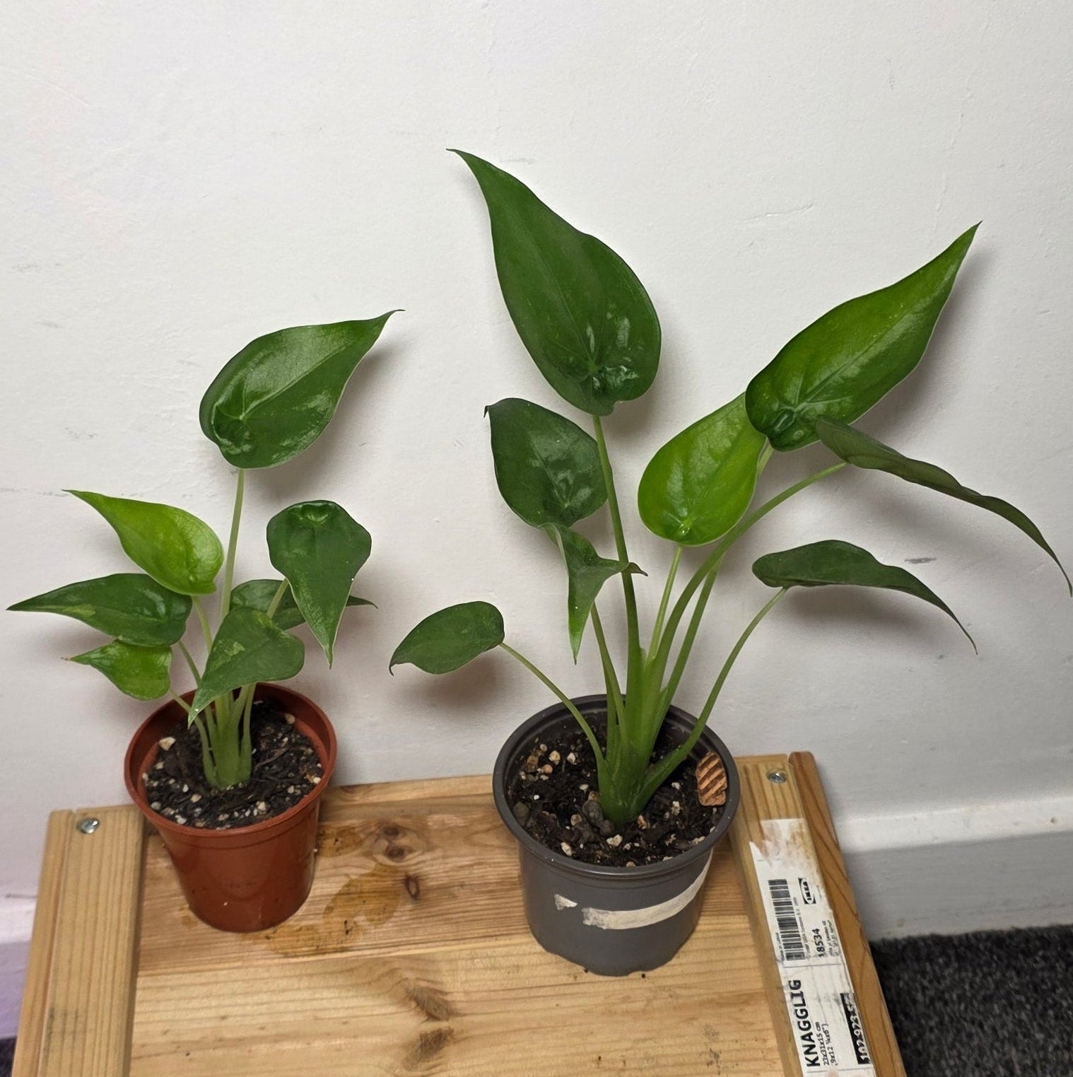 Alocasia Cucullata – Corm Grown Starter Plant
