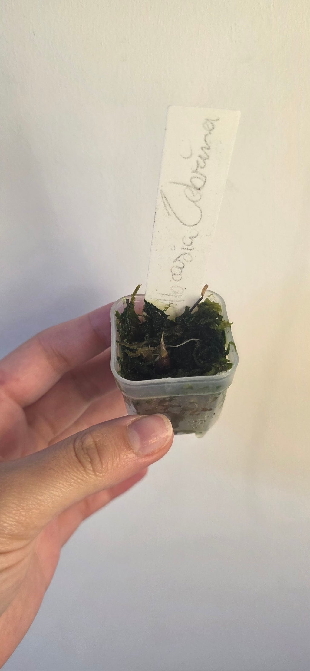 Alocasia Zebrina Corm – Rooted & Sprouting