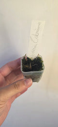 Alocasia Zebrina Corm – Rooted & Sprouting