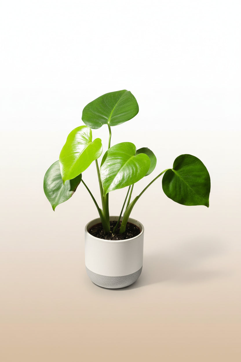 Monstera Deliciosa – Swiss Cheese Plant