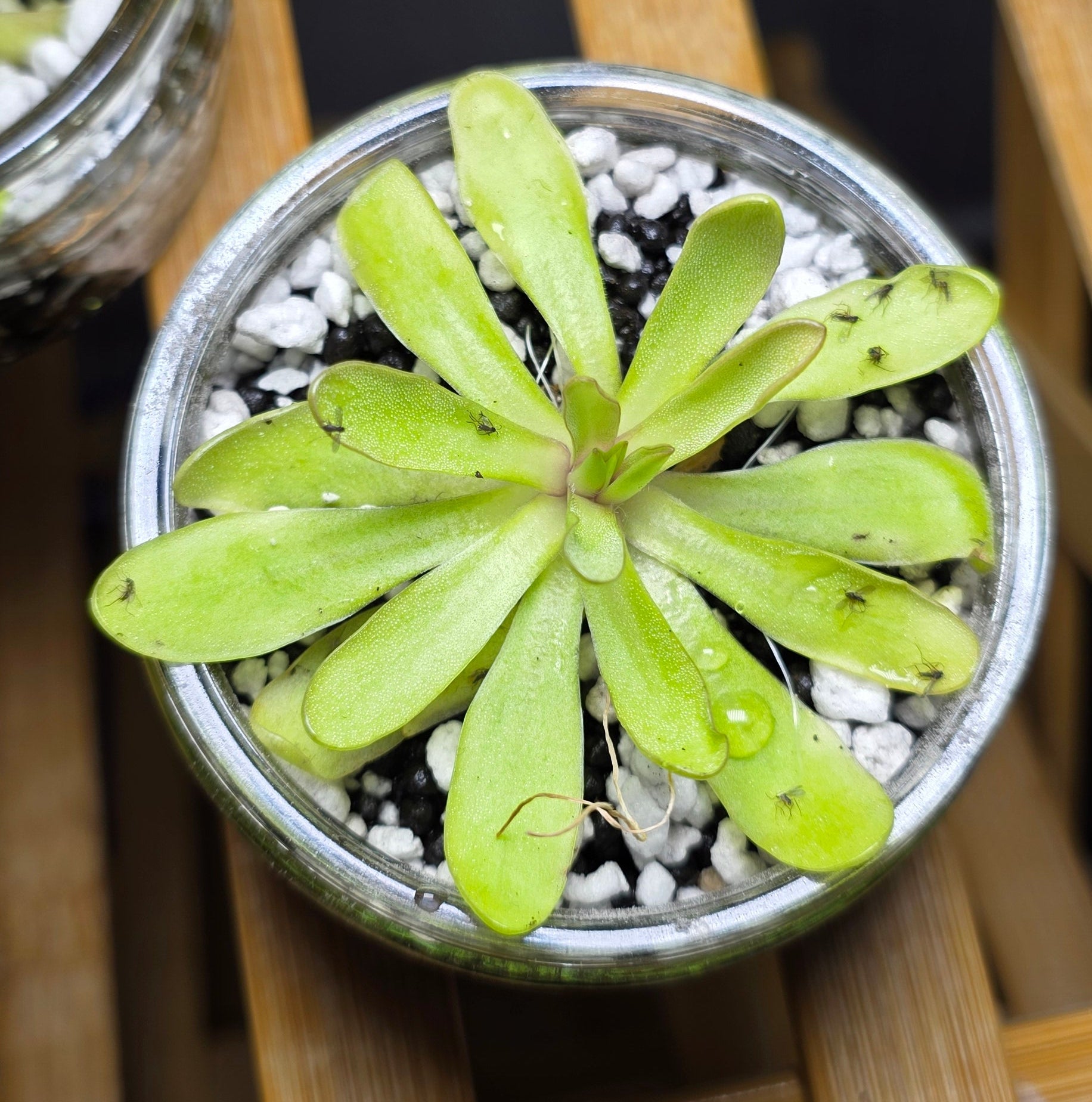 Mini Pinguicula in Glass Bowl – Butterwort Carnivorous Plant x1