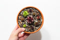 Mixed Succulents in Terracotta Pot – Mini Succulent Arrangement