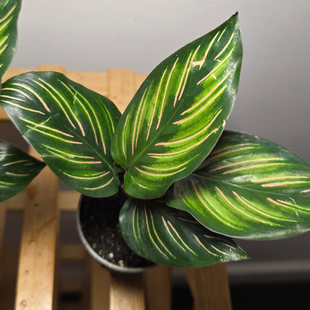 Calathea ornata – Pinstripe Prayer Plant