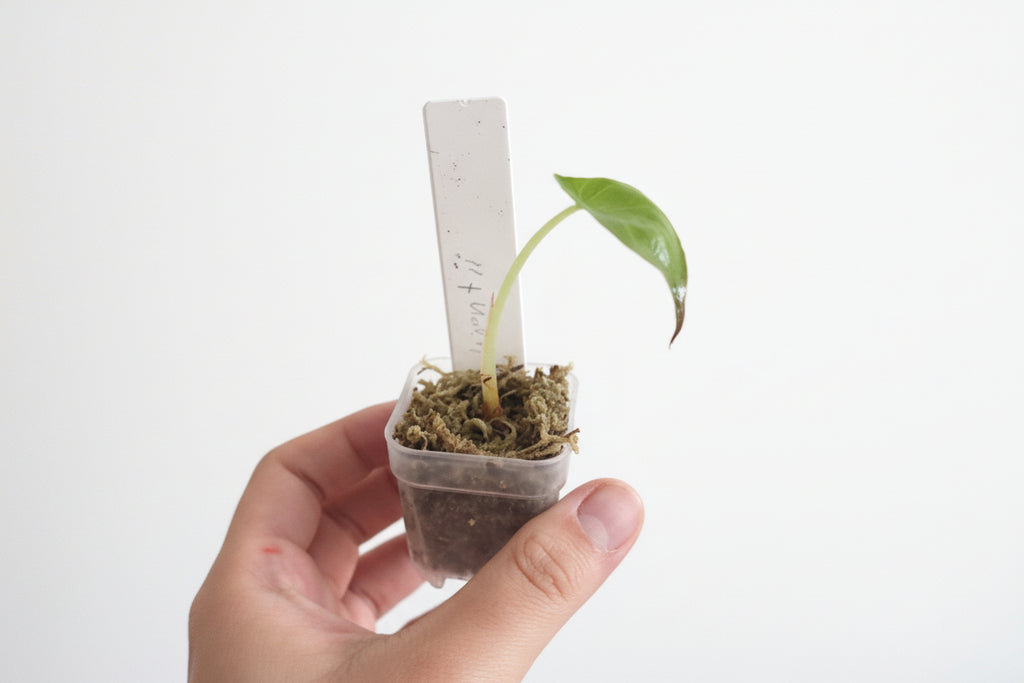 Alocasia Wentii – Corm Grown Starter Plant
