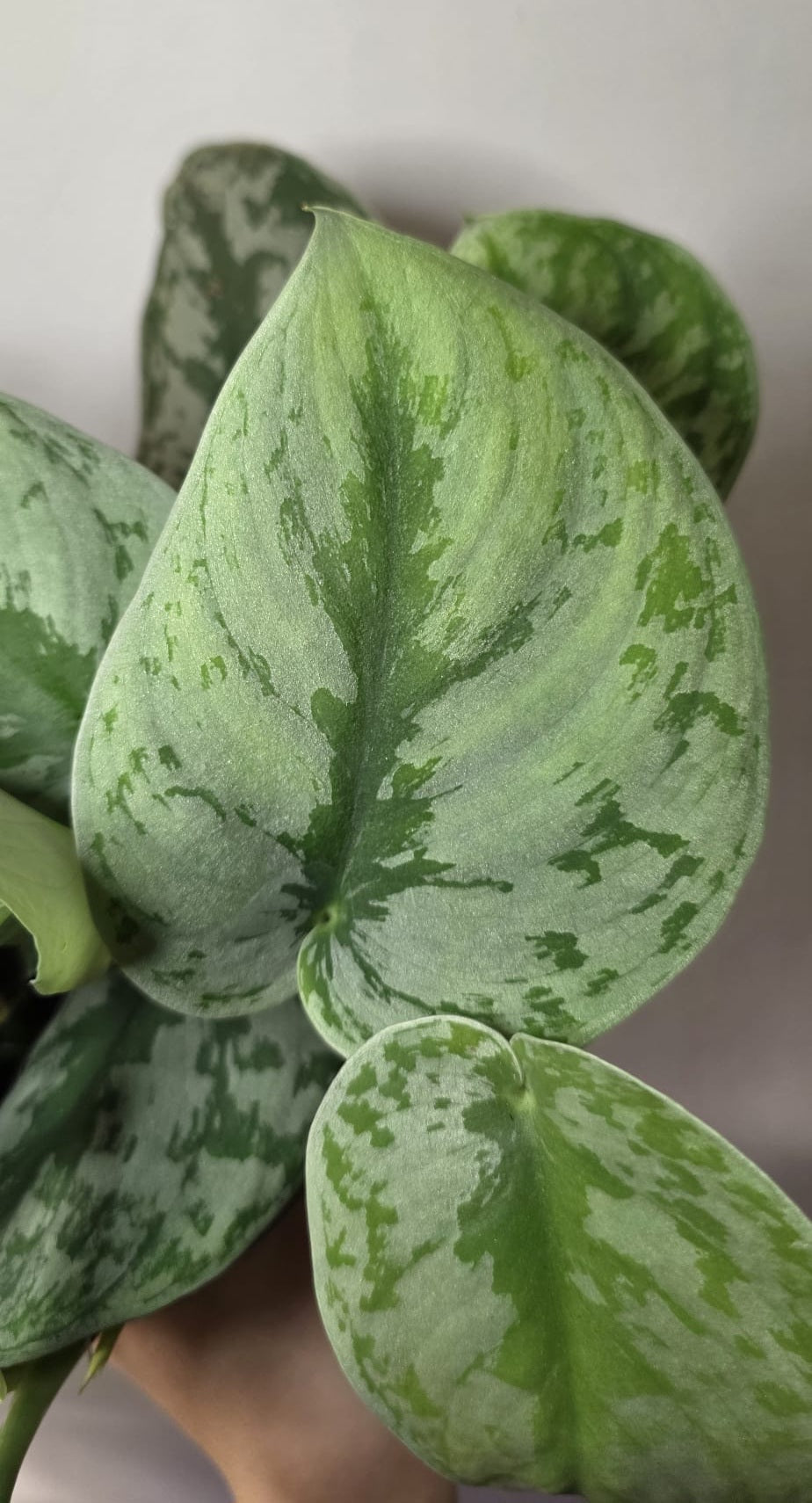 Scindapsus Pictus ‘Trebie’ – Silver Satin Pothos