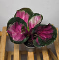 Calathea roseopicta ‘Crimson’ – Crimson Prayer Plant