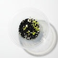 Baby Pinguicula (Butterwort) bundle – Carnivorous Plant Starters
