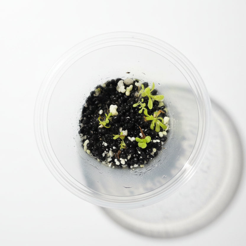 Baby Pinguicula (Butterwort) bundle – Carnivorous Plant Starters