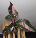 Philodendron Pink Princess – Rare Pink Variegated Aroid