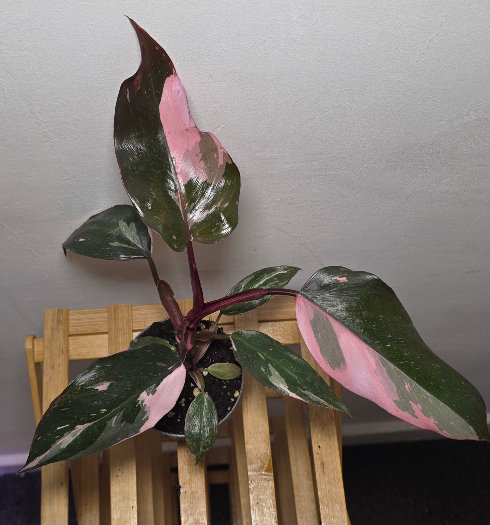 Philodendron Pink Princess – Rare Pink Variegated Aroid