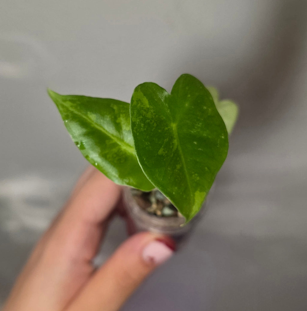 Alocasia Frydek Aurea – Yellow Variegated Green Velvet Alocasia