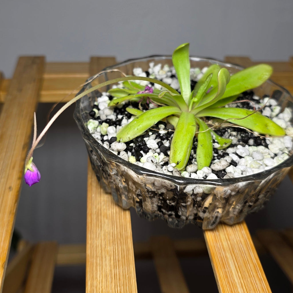 Pinguicula in Glass Bowl – Butterwort Carnivorous Plant