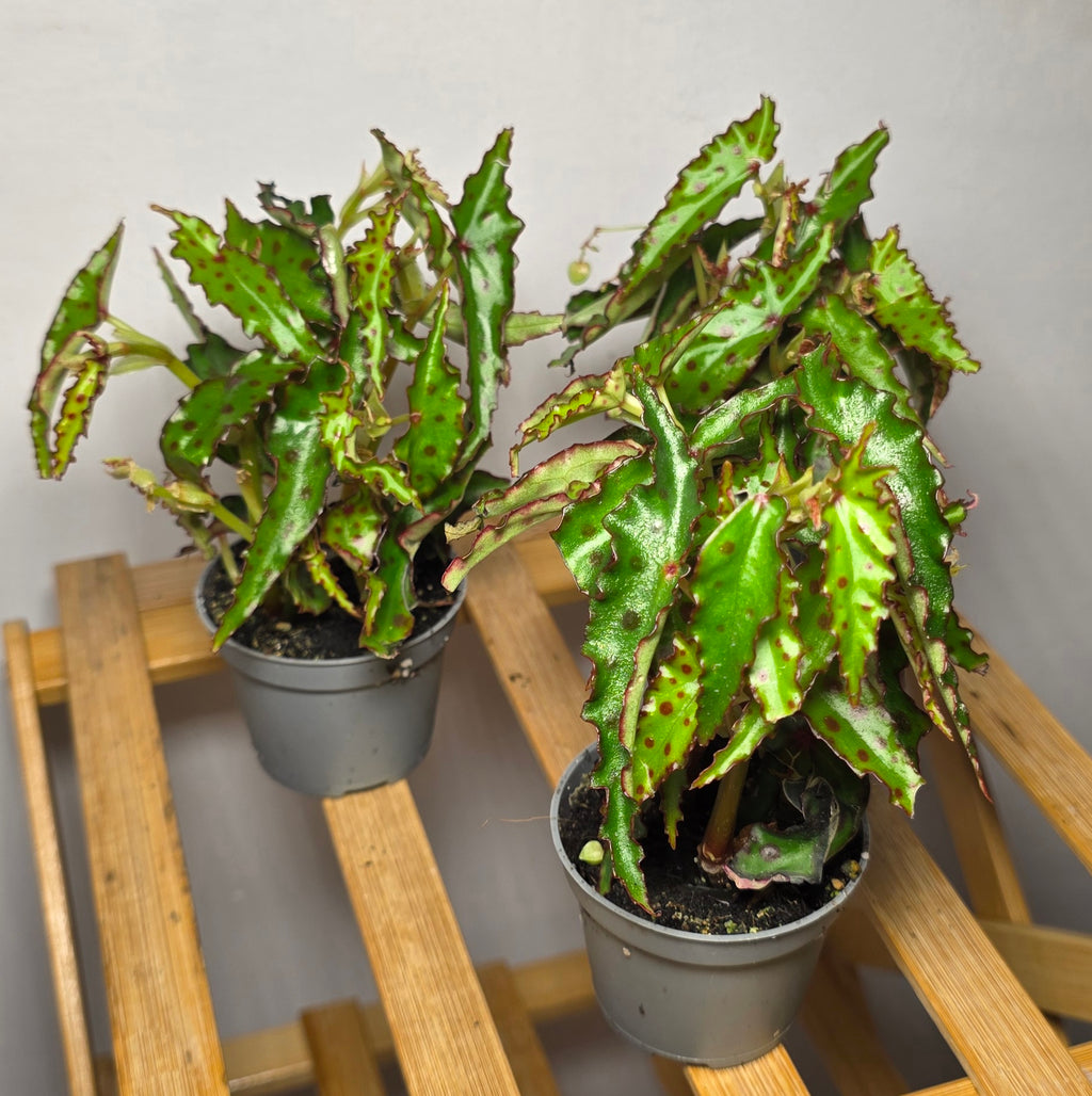 Begonia amphioxus – Polka Dot Begonia