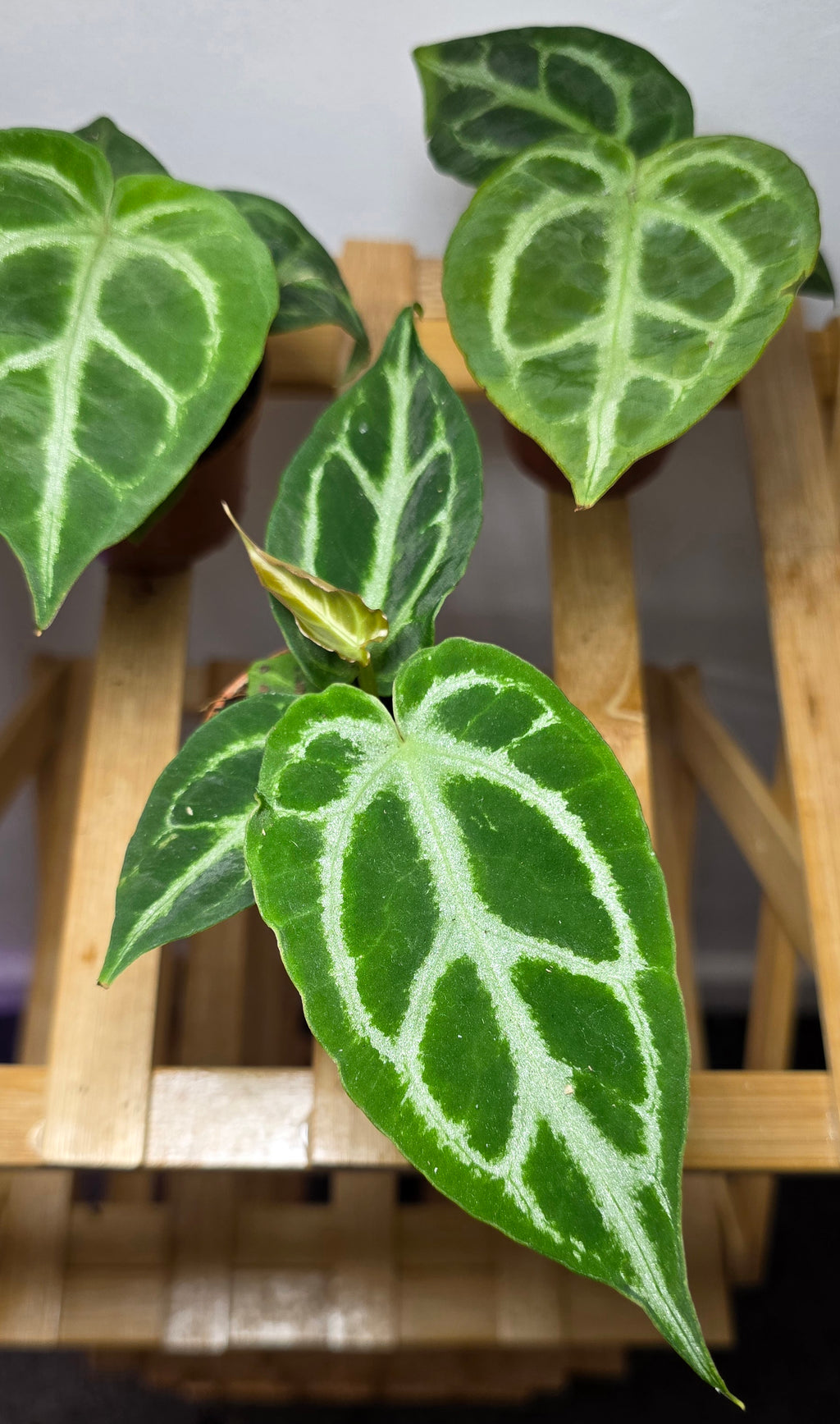 Anthurium Crystallinum – Velvet Silver Veined Anthurium