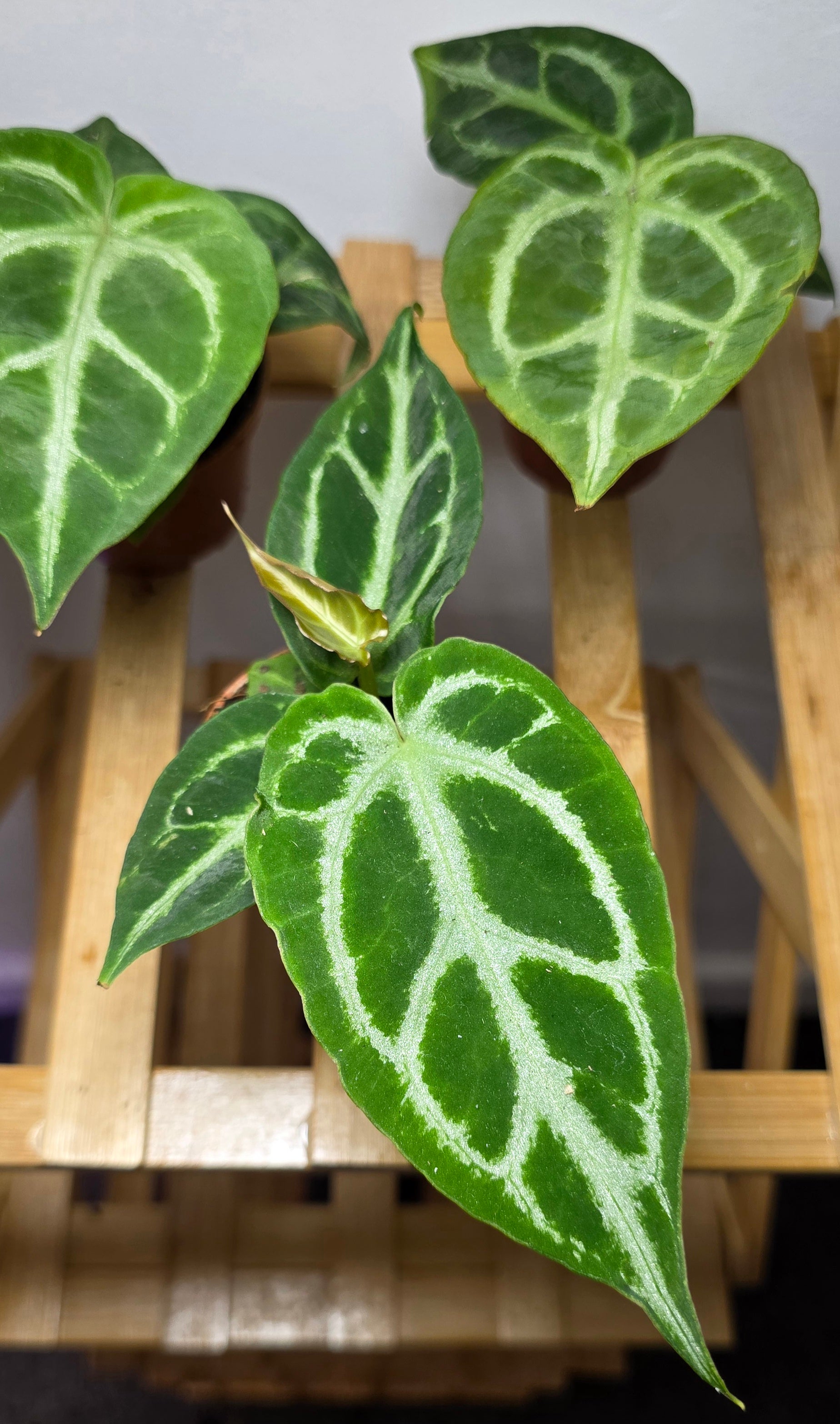 Anthurium Crystallinum – Velvet Silver Veined Anthurium