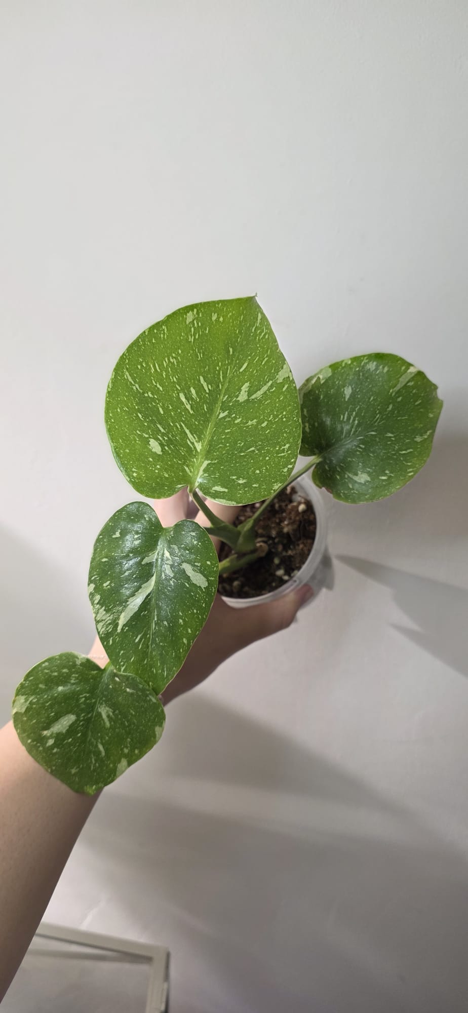 Monstera Thai Constellation – Variegated Plant in 10–12 cm Pot