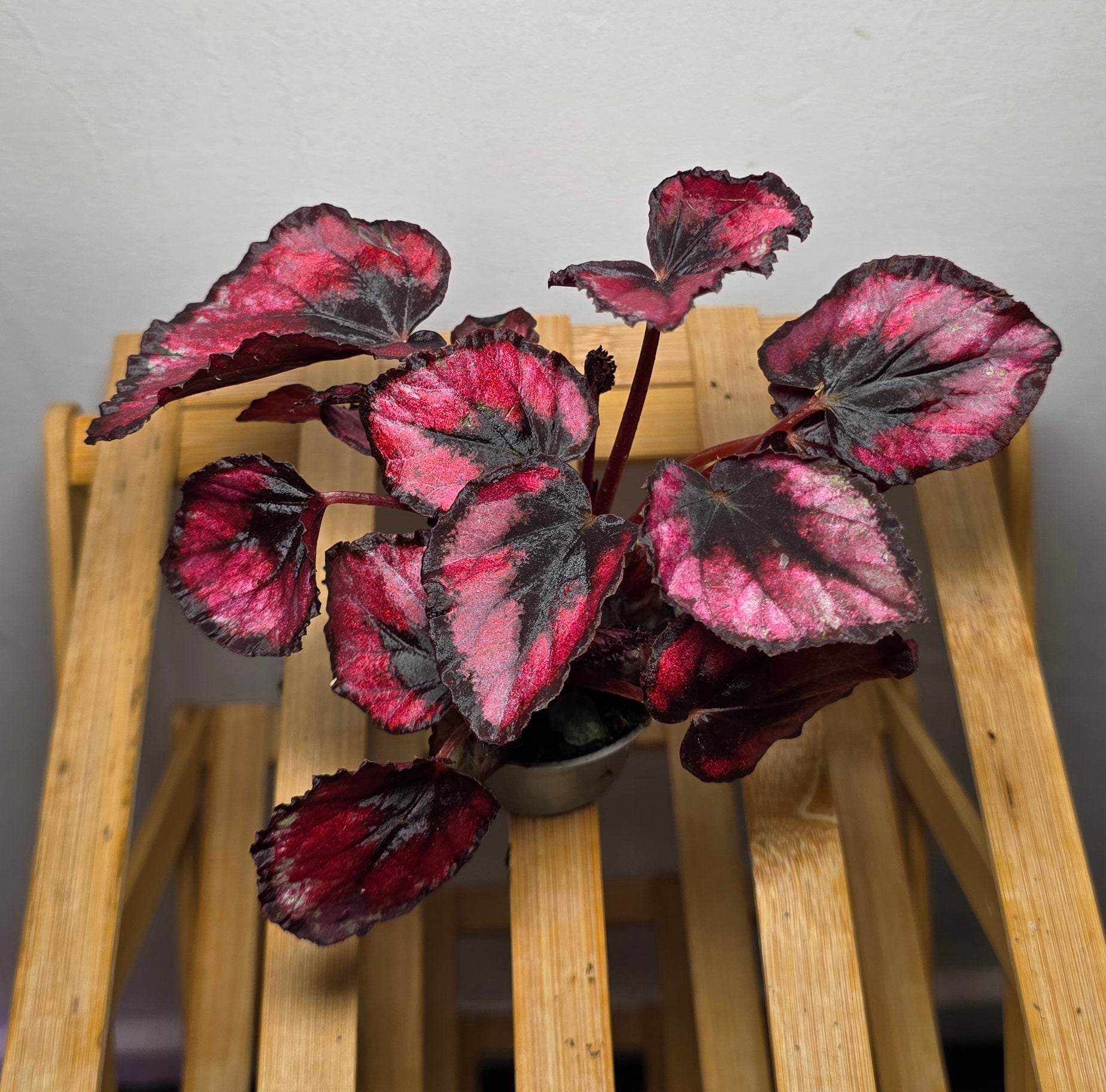 Begonia Rex ‘Red Kiss’ – 6cm Pot