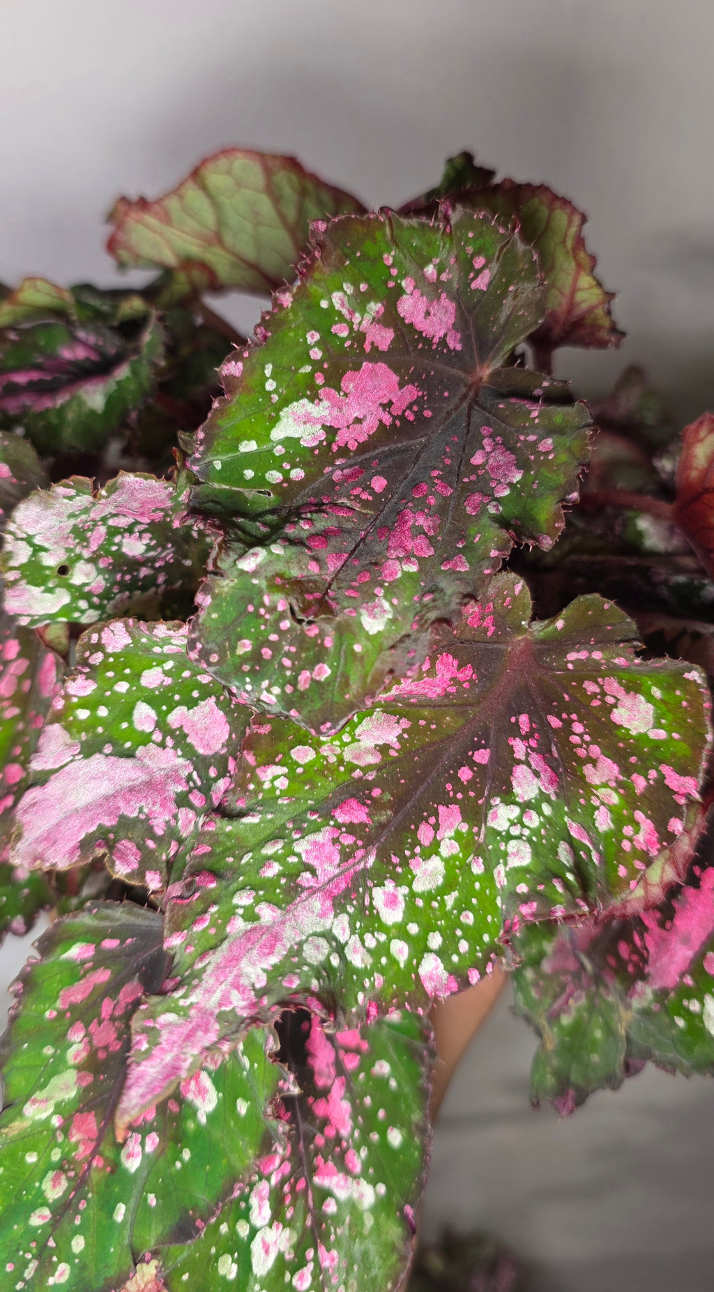Begonia ‘Alaska Creek’ – Silver Patterned Begonia