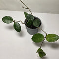 Hoya Mathilde Splash – Variegated Wax Plant