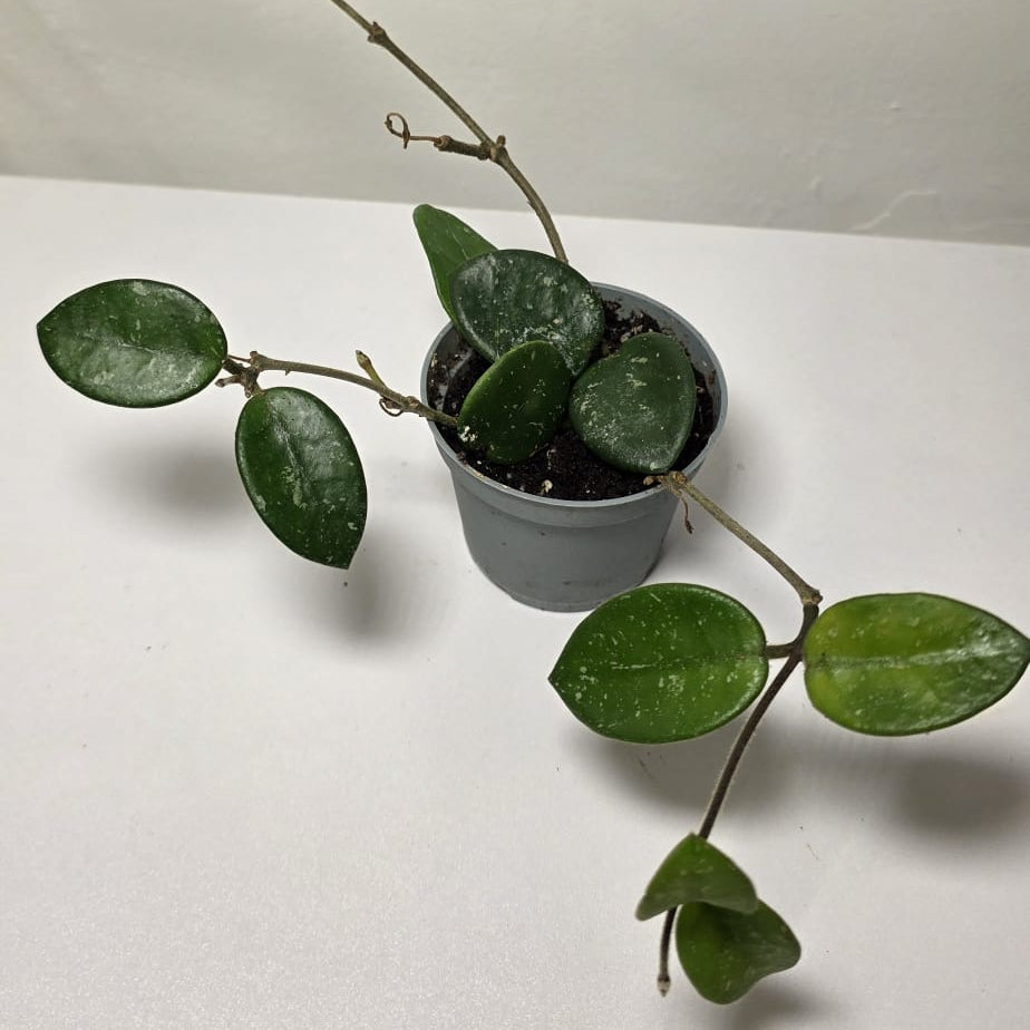 Hoya Mathilde Splash – Variegated Wax Plant