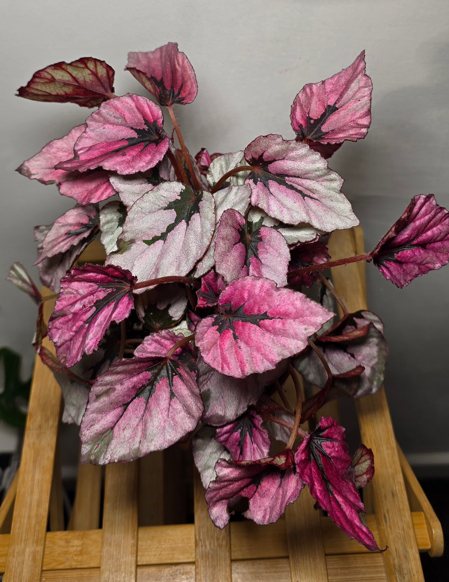 Damaged- Begonia Rex ‘Indian Summer’ – Colourful Rex Begonia