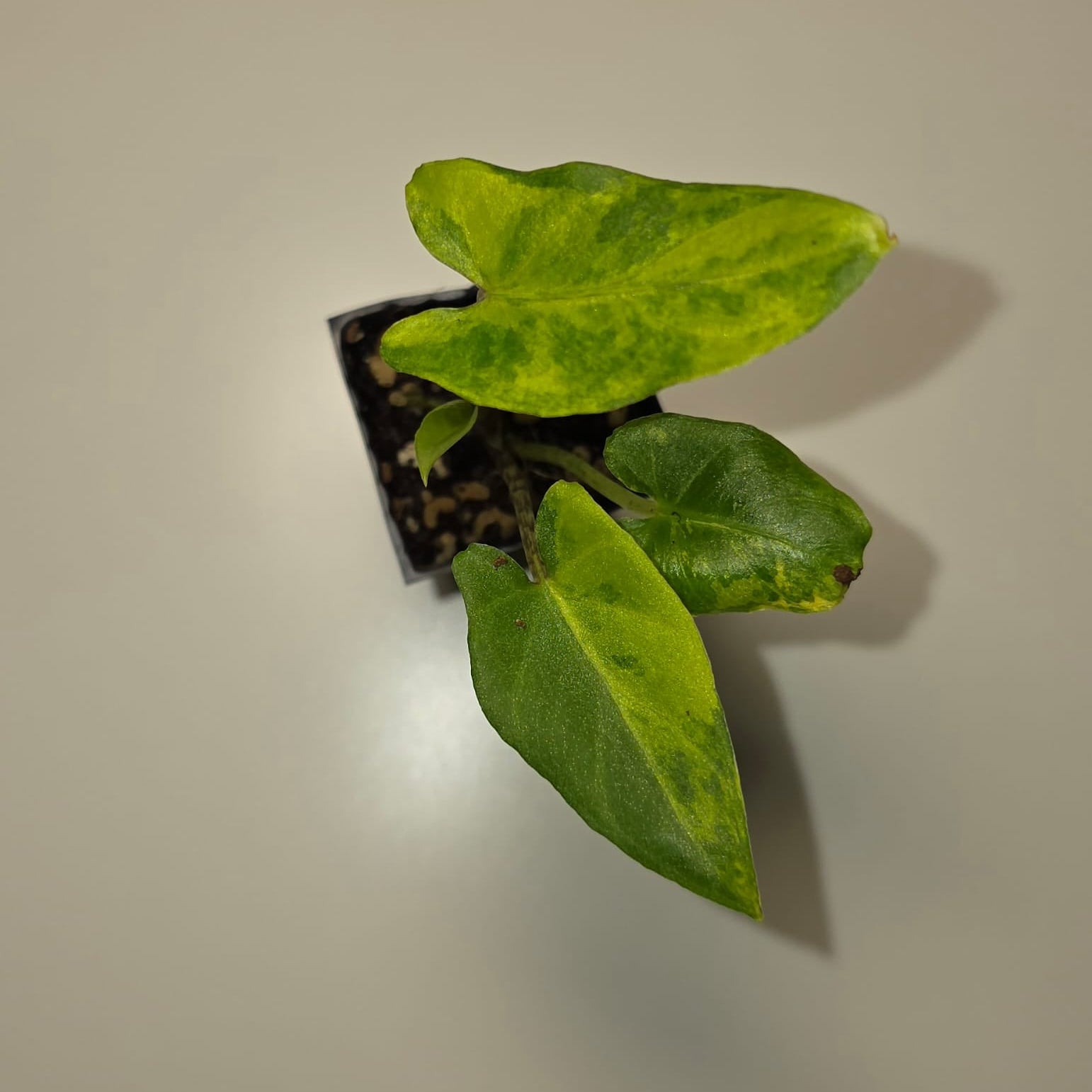 Alocasia Lauterbachiana Aurea Variegated – Rare Variegated Alocasia