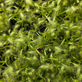 5x Sundew Drosera Capensis Alba Pups – Carnivorous Plant Bundle