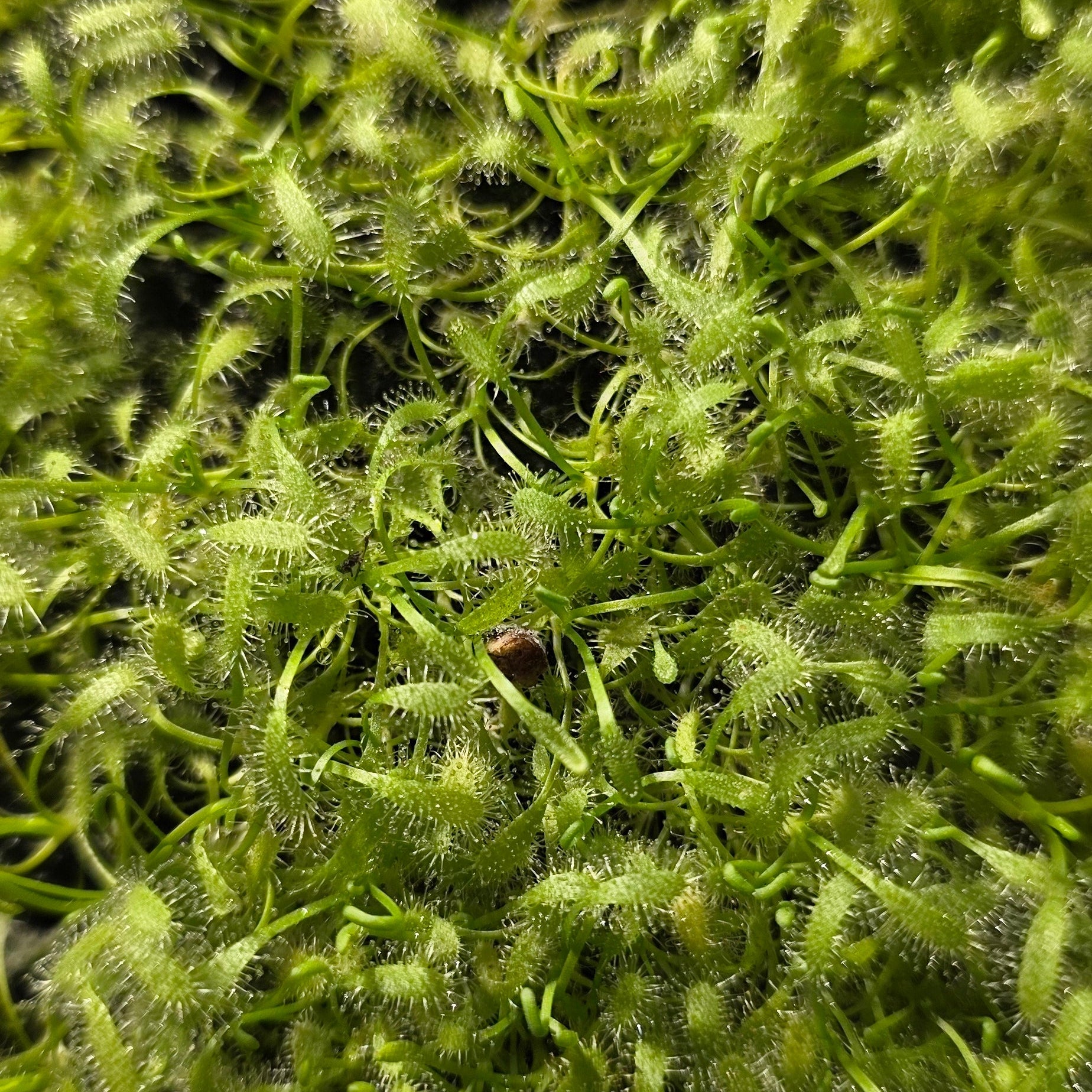 5x Sundew Drosera Capensis Alba Pups – Carnivorous Plant Bundle