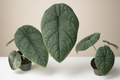 Alocasia Melo