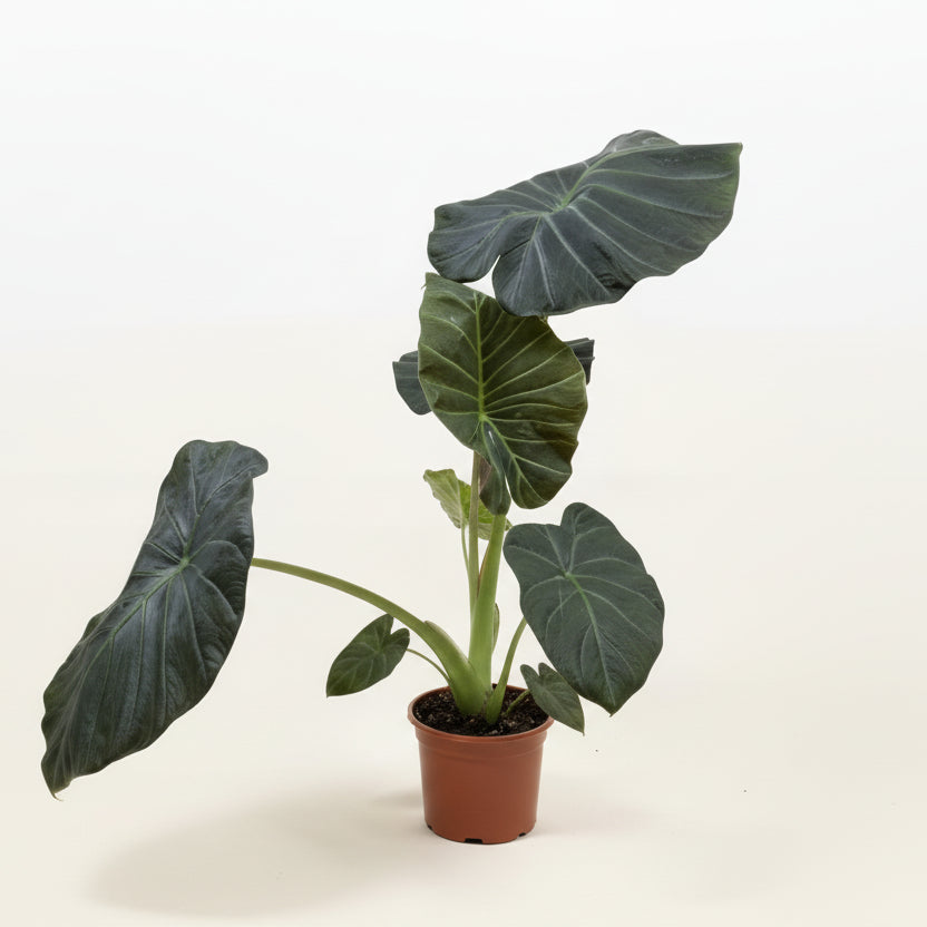 Alocasia Regal Shield Corm – Large-Leaf Alocasia Starter