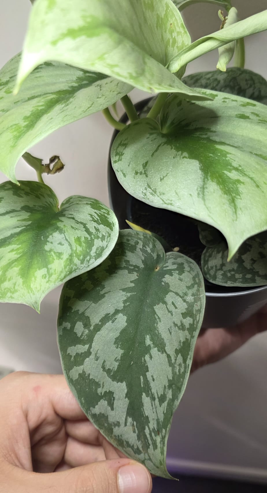 Scindapsus Pictus ‘Trebie’ – Silver Satin Pothos