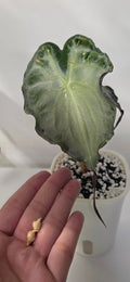 Alocasia Venom Corm – Rare Alocasia Starter