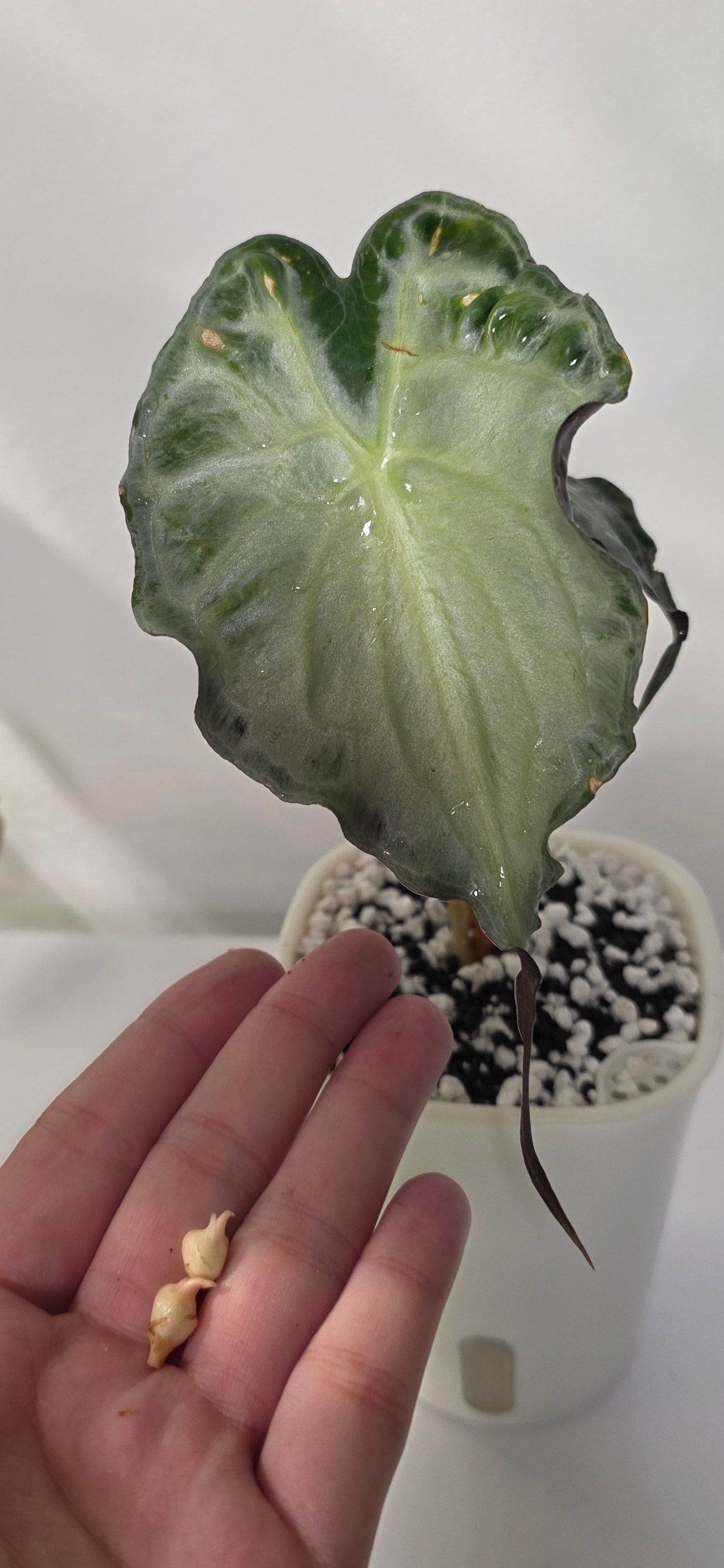 Alocasia Venom Corm – Rare Alocasia Starter