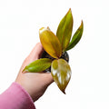 Philodendron ‘Prince of Orange’ – Colour Changing Houseplant