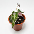 Alocasia Pink Bambino – Compact Alocasia with Pink Stems
