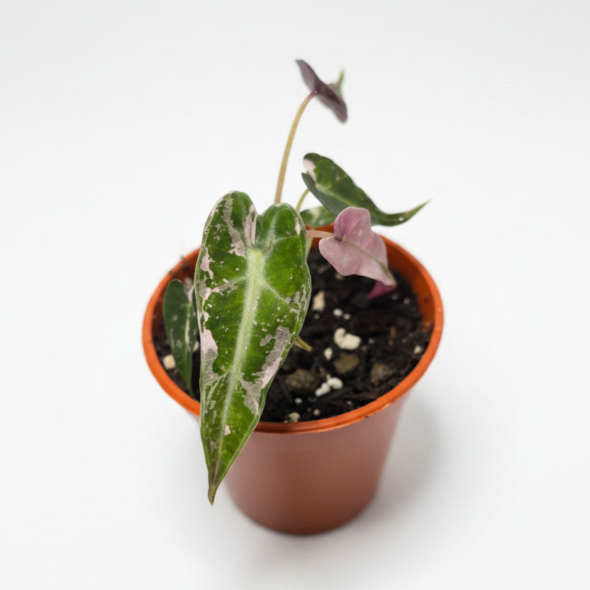 Alocasia Pink Bambino – Compact Alocasia with Pink Stems