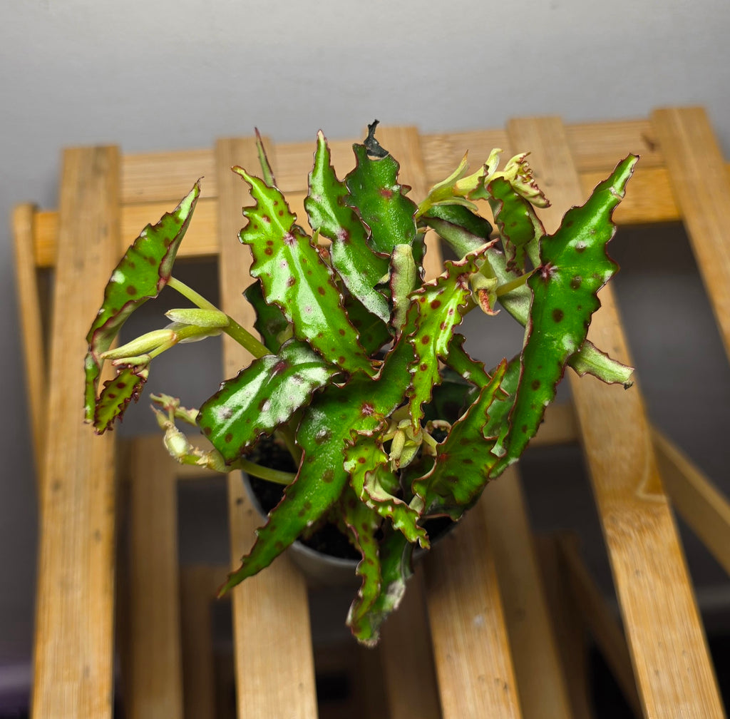 Begonia amphioxus – Polka Dot Begonia