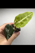 Alocasia Polly Pink Variegated – Rare Variegated Alocasia