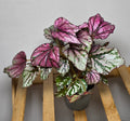Begonia Rex ‘Hugh McLauchlan’ – 6cm Pot