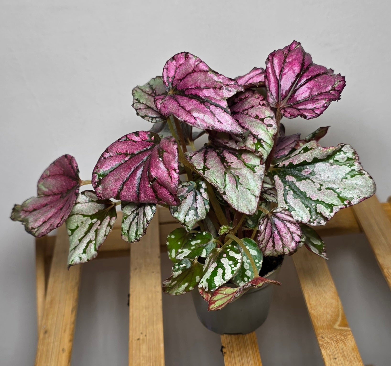 Begonia Rex ‘Hugh McLauchlan’ – 6cm Pot