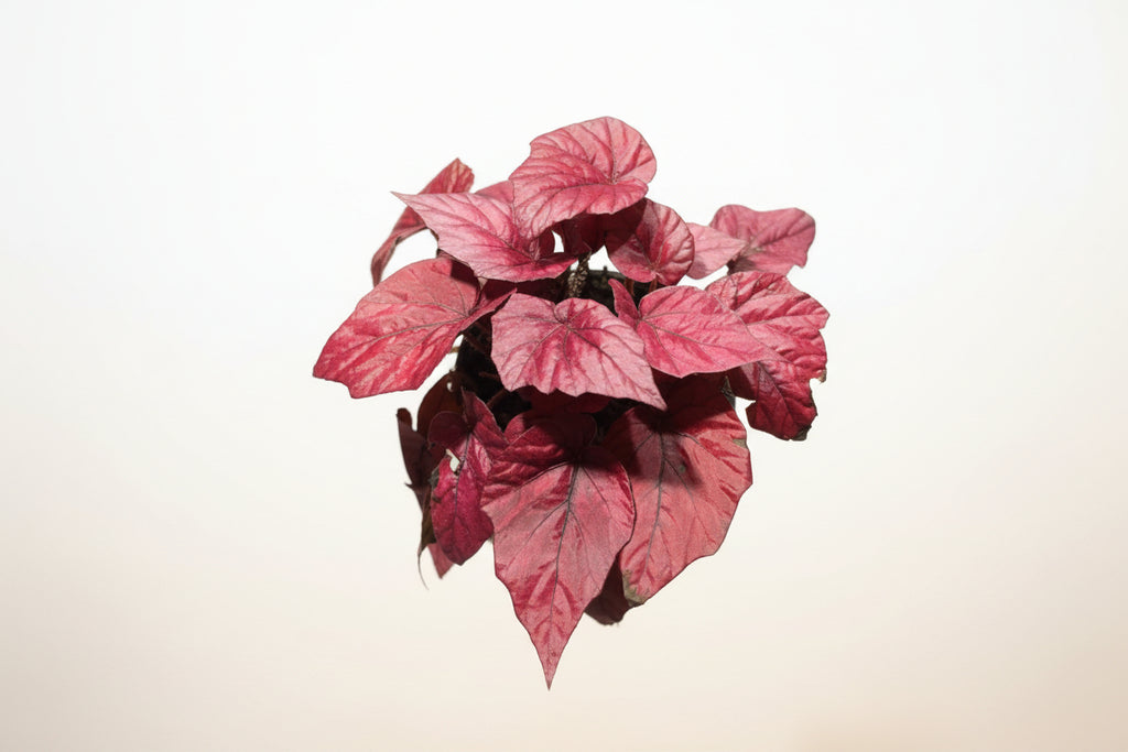 Begonia ‘Inca Flame’ – Colourful Foliage Begonia