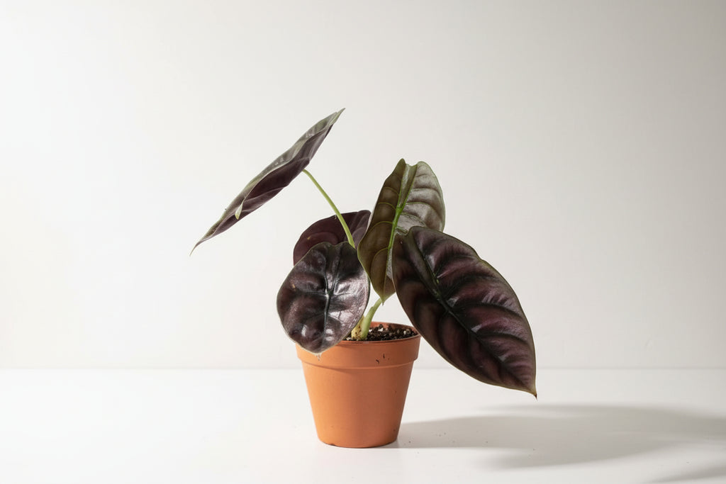 Alocasia Cuprea ‘Red Secret’ – Metallic Jewel Alocasia