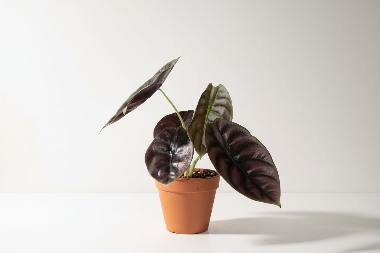 Alocasia Cuprea ‘Red Secret’ – Metallic Jewel Alocasia