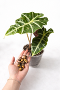 Alocasia Polly Corms
