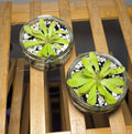 Mini Pinguicula in Glass Bowl – Butterwort Carnivorous Plant x1